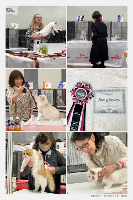 🎀 TICA・CFAのキャットショーにて 🎀｜山口　修広(やまぐち　のぶひろ)ブリーダー(埼玉県・ラグドールなど・CFA/TICA/BCF登録)の紹介写真9