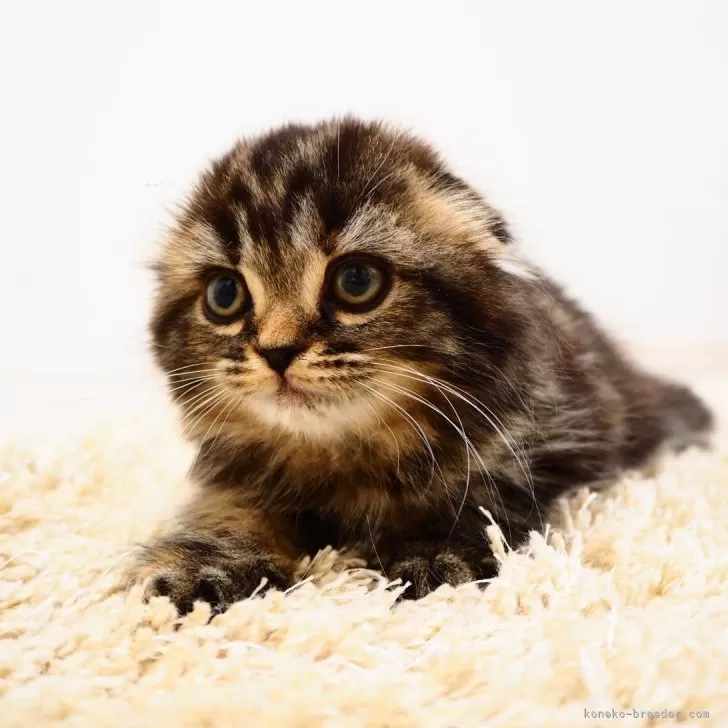 ID:2406-02959の子猫