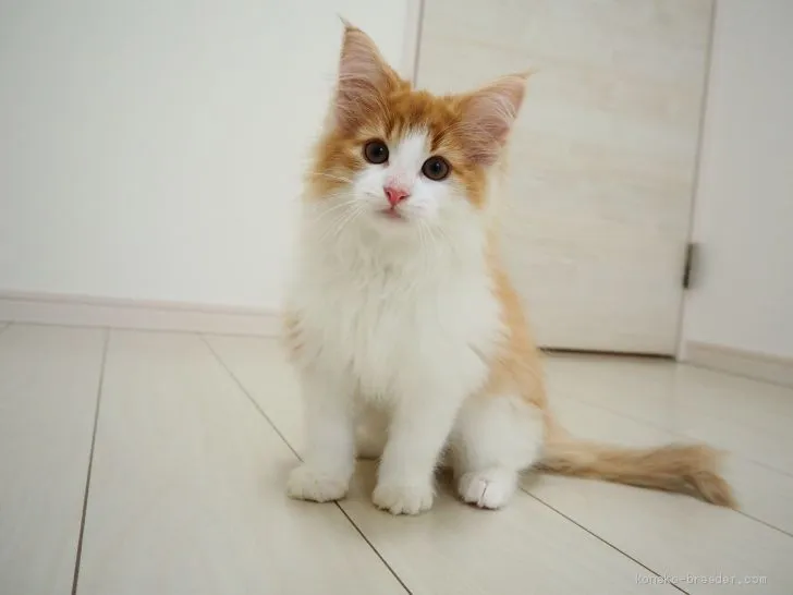 ID:2011-01826の子猫