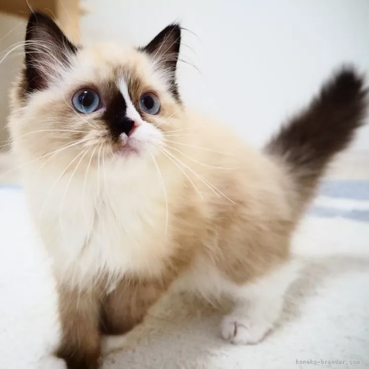 ID:2405-03773の子猫