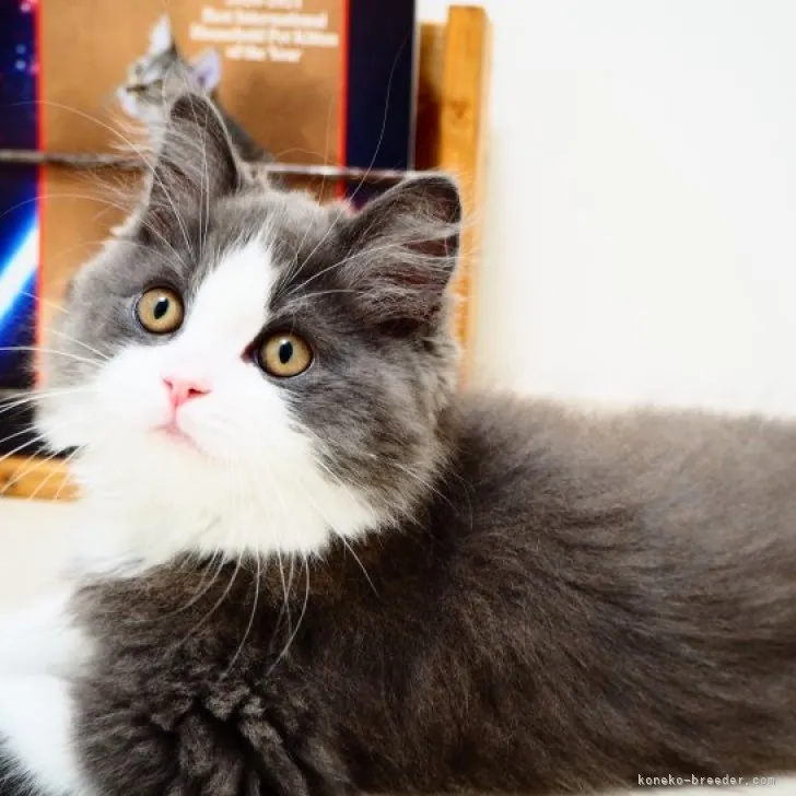 ID：2301-01226の子猫