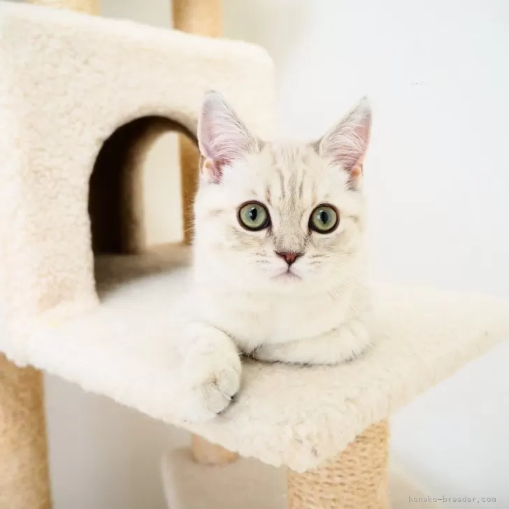 ID：2311-02563の子猫