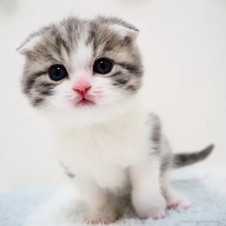 ID:2403-00281の子猫