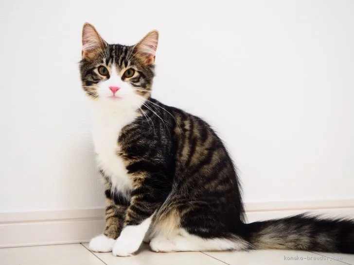 りむ 様のお迎えした子猫