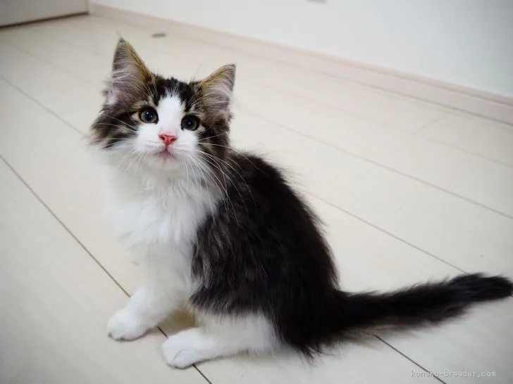 ID:2011-01827の子猫