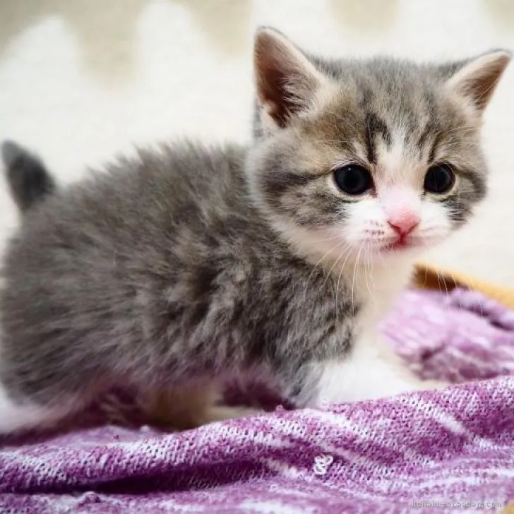 ID：2303-01187の子猫