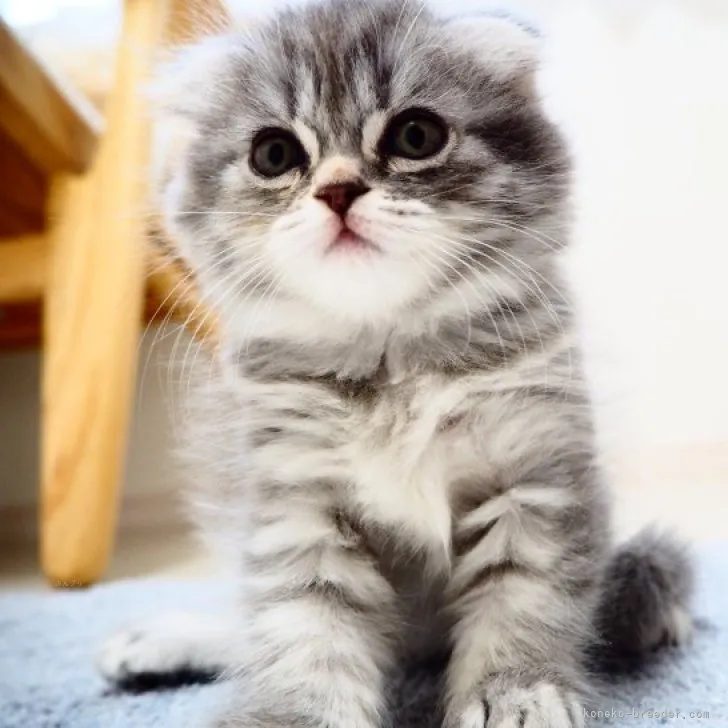 にゃんこふ 様のお迎えした子猫