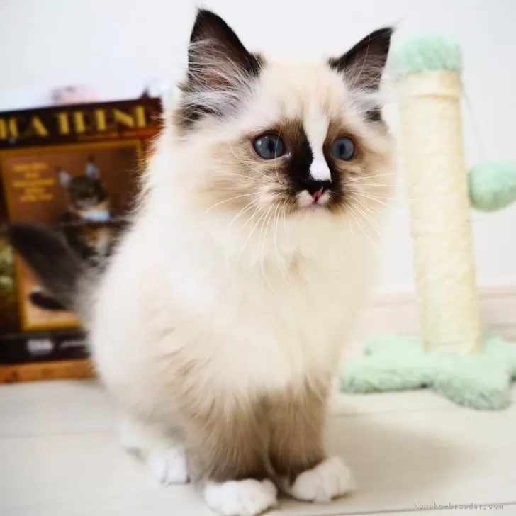 ID:2406-00394の子猫