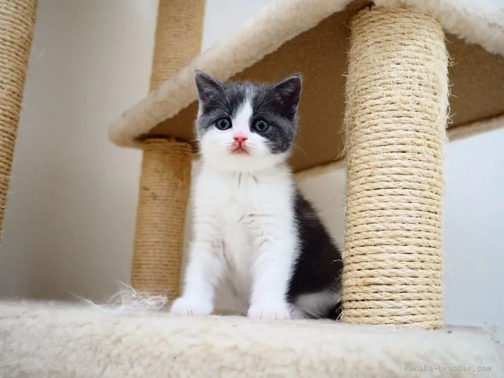 ID：2201-01603の子猫