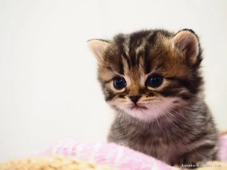 ID:1811-00875の子猫