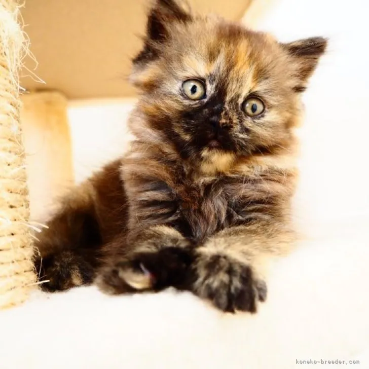 ID:2308-02627の子猫