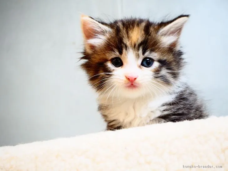 ID:1903-01006の子猫