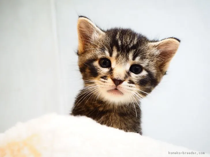 ID:1811-01253の子猫