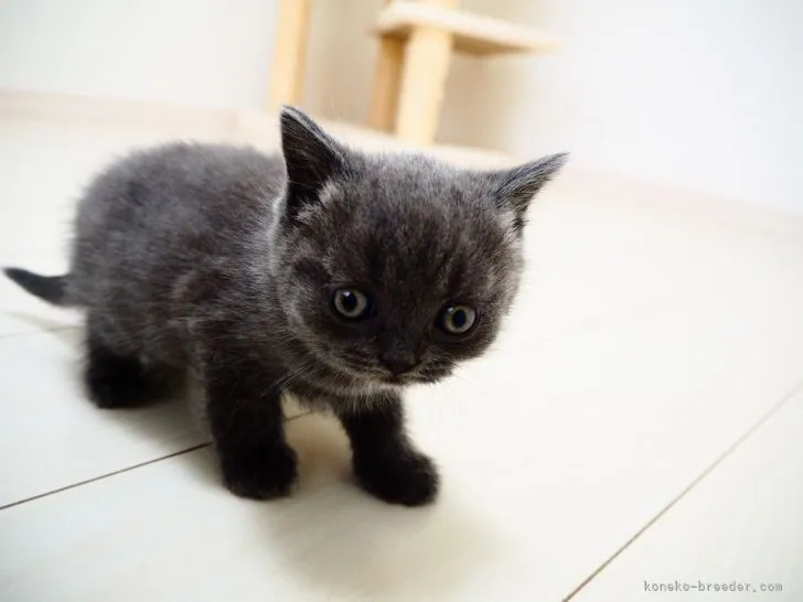 ID:2201-01599の子猫