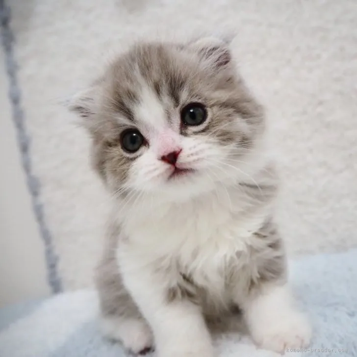 ID：2304-00056の子猫