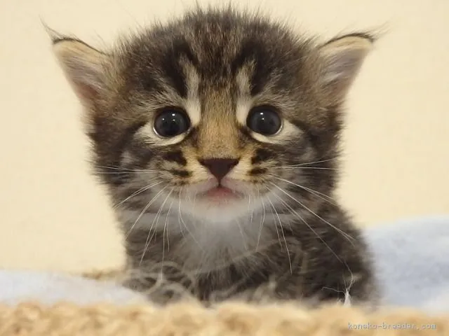 ID:1706-01409の子猫