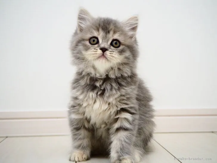 ID：2108-00685の子猫