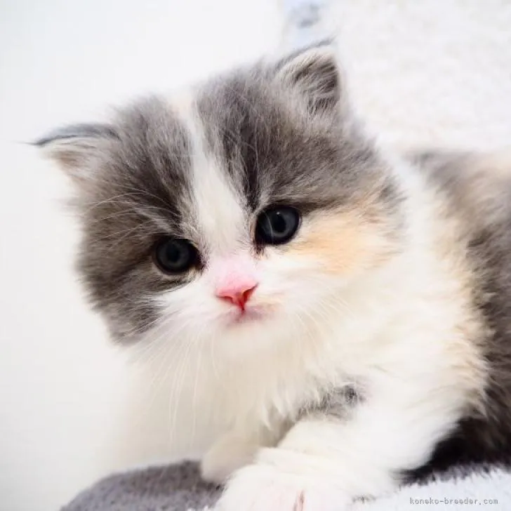 ID：2301-01224の子猫