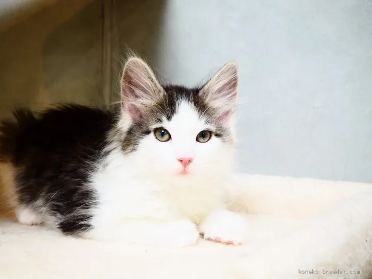 ID:1903-01007の子猫