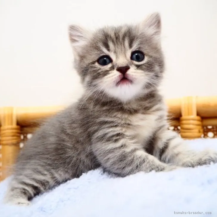 ID:2307-03609の子猫