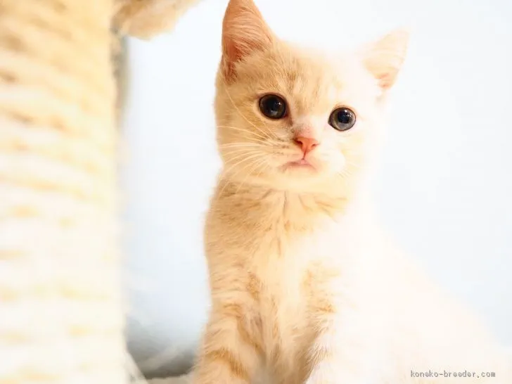 ID:1908-00367の子猫