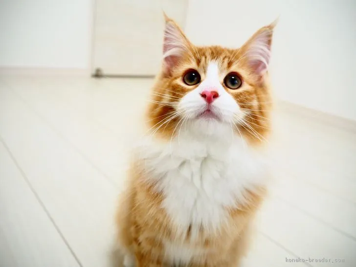ID:2101-00346の子猫