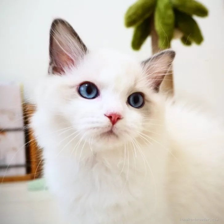 ID：2410-01998の子猫