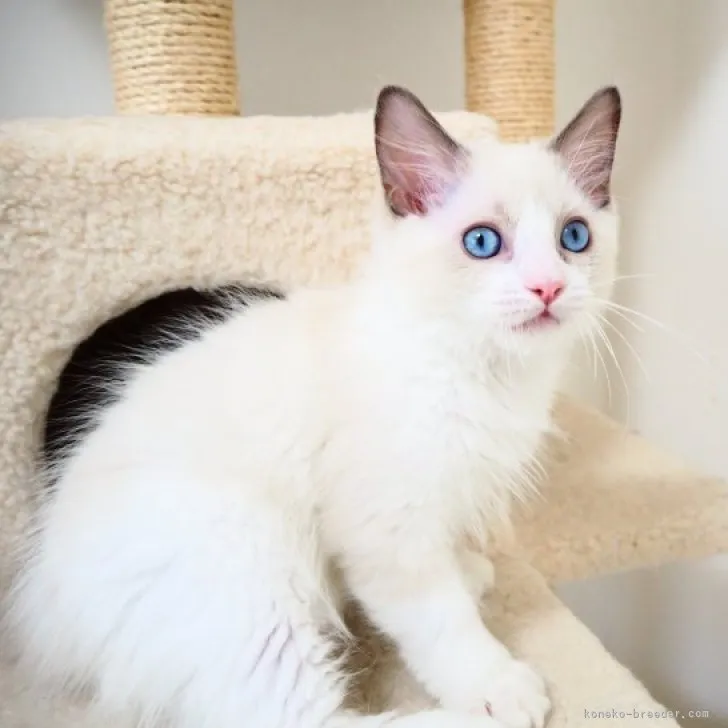 ID:2305-03547の子猫