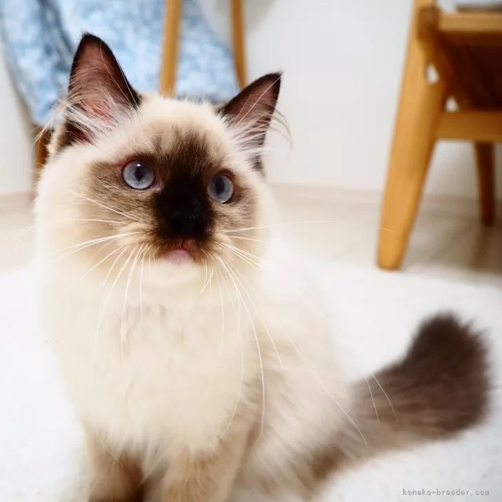 ID：2405-03145の子猫