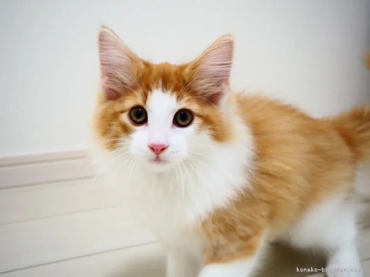 ID：2109-01511の子猫