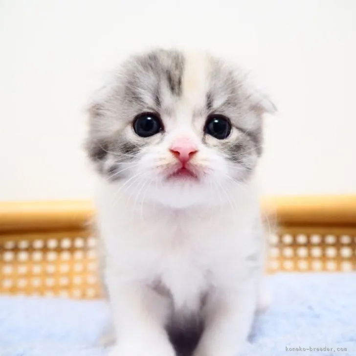 ID：2307-03610の子猫