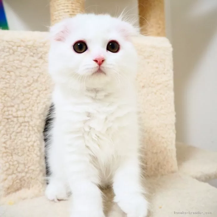 ID：2405-01917の子猫