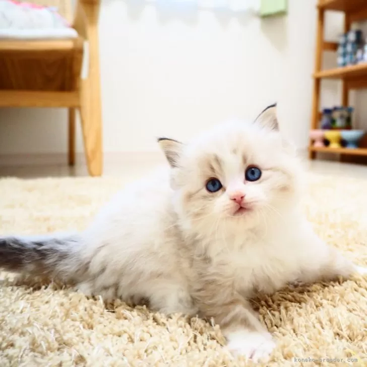 ID:2312-02172の子猫