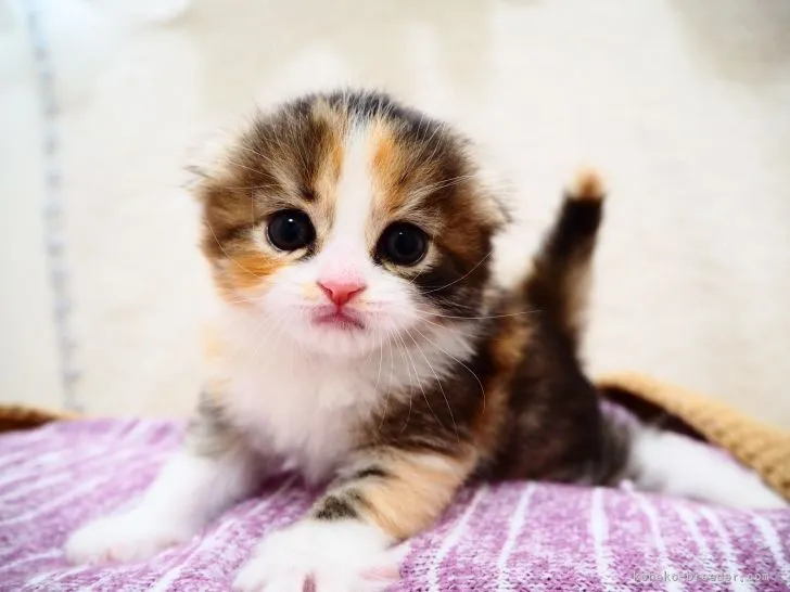 ID:2204-02897の子猫