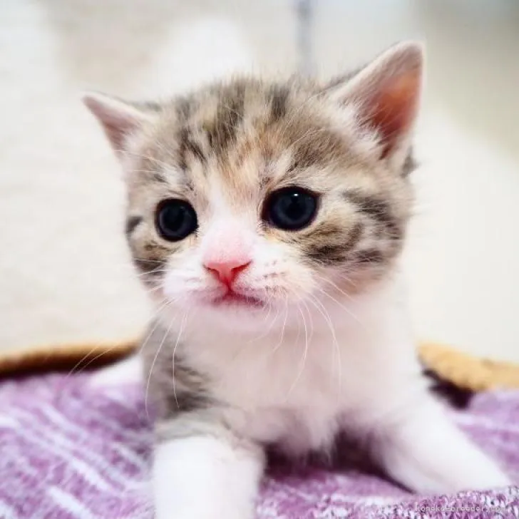 ID:2302-00038の子猫