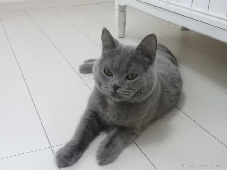 ID:2104-01905の子猫