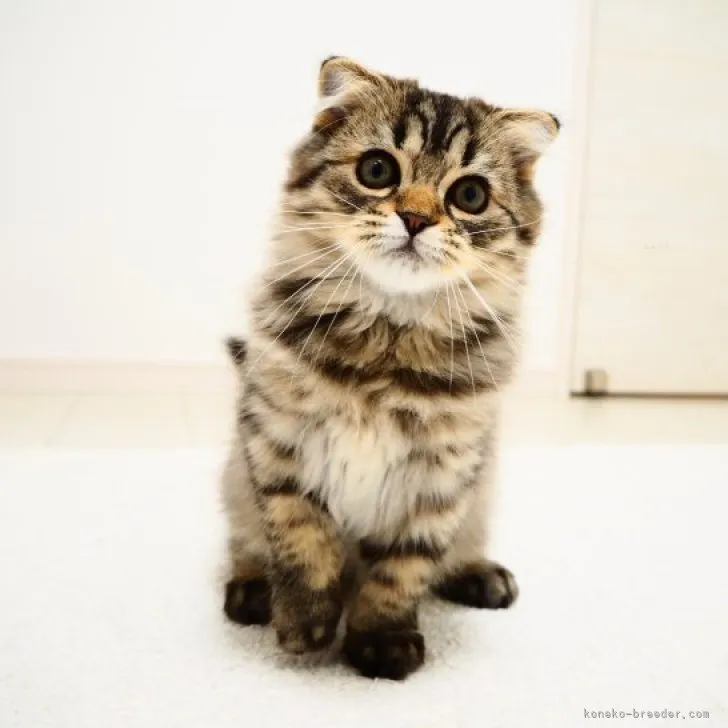 ID:2307-03605の子猫
