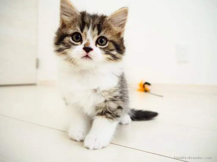 ID：2105-01540の子猫