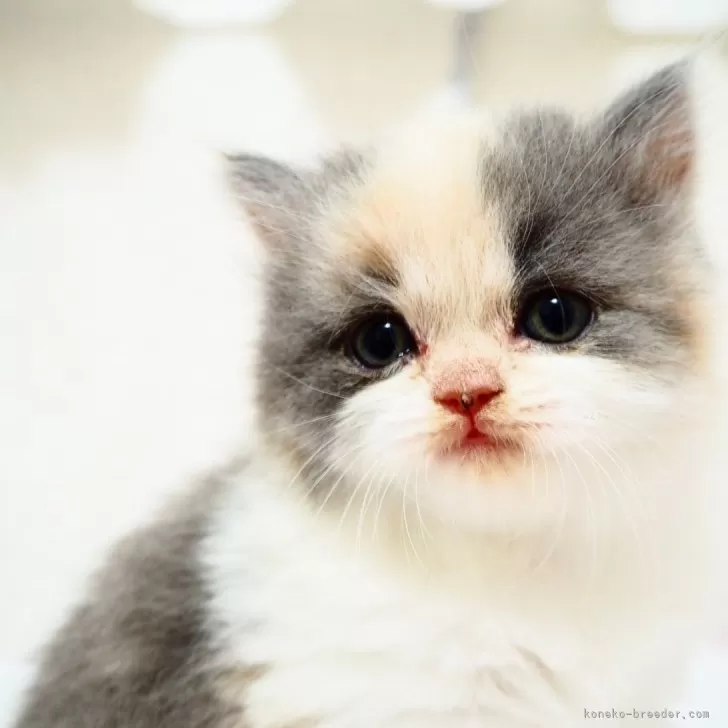 ID:2410-02185の子猫