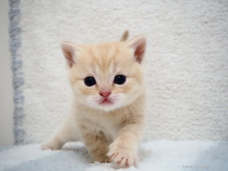 ID：2006-00244の子猫