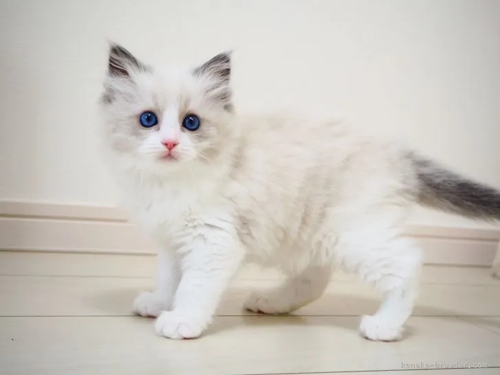 ID：2109-01506の子猫