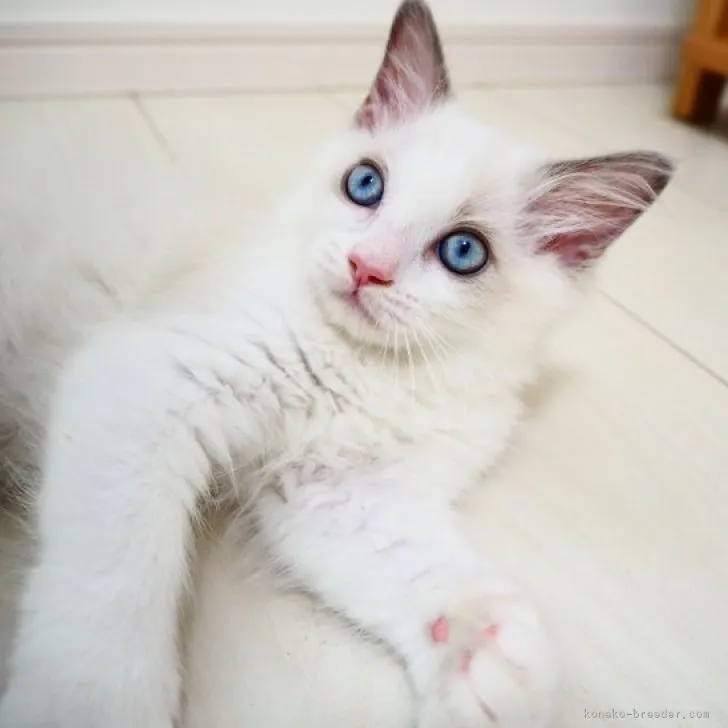 ID:2305-03548の子猫