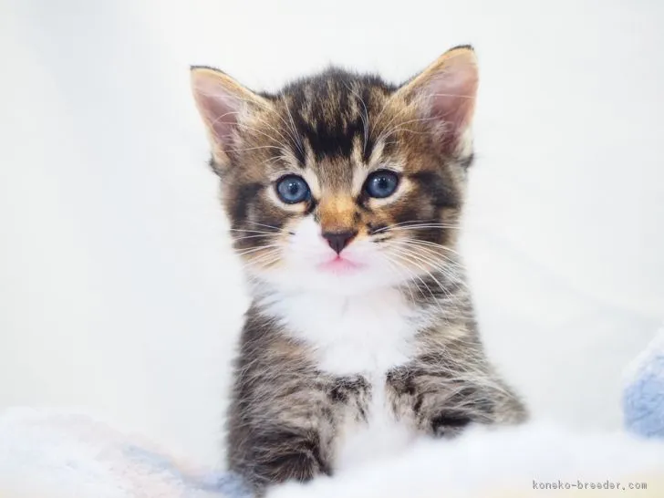 平三郎 様のお迎えした子猫