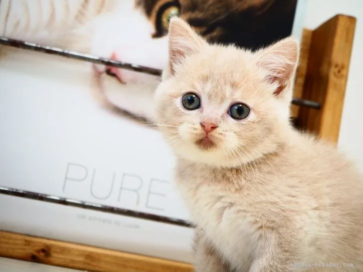 ID:2104-01909の子猫