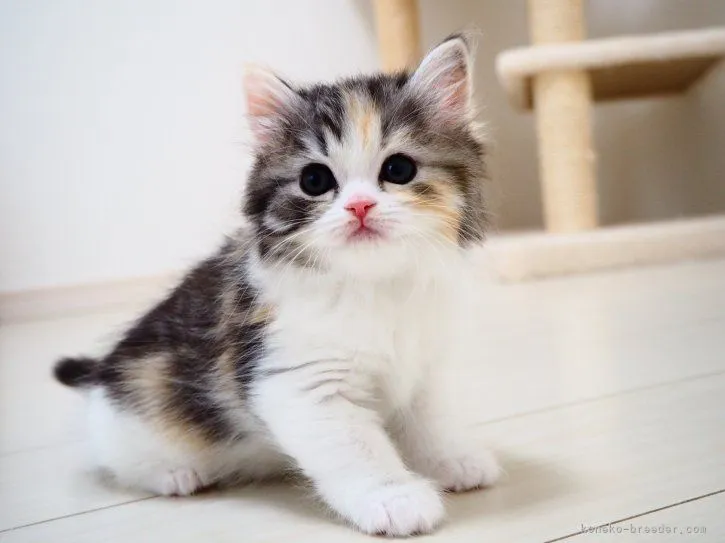 ID:2203-02359の子猫