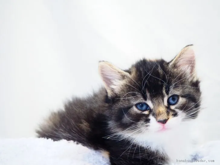 ID:1802-00327の子猫