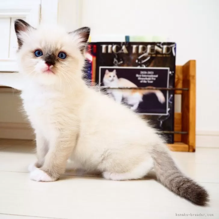 ID：2404-02365の子猫