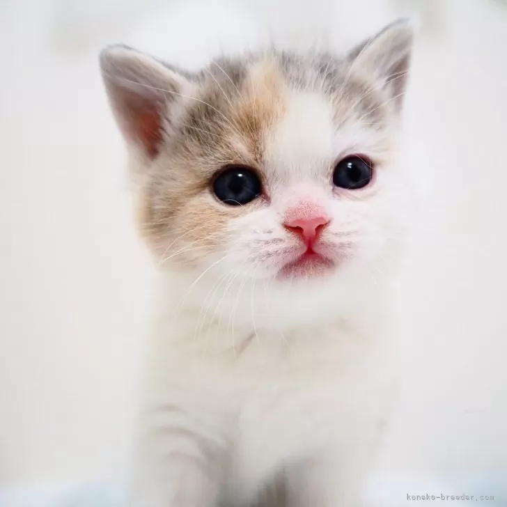 ID：2403-00286の子猫