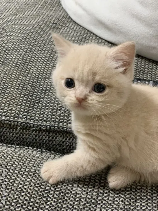 ゆうき 様のお迎えした子猫