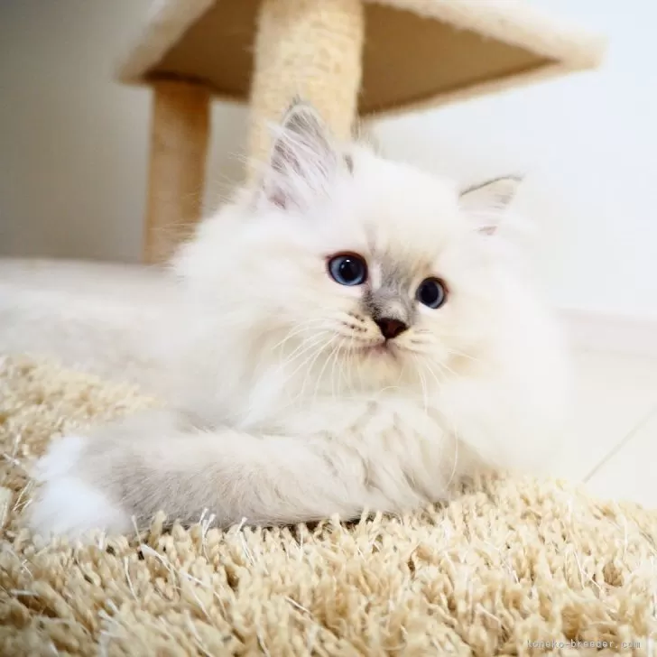 ID:2405-02873の子猫